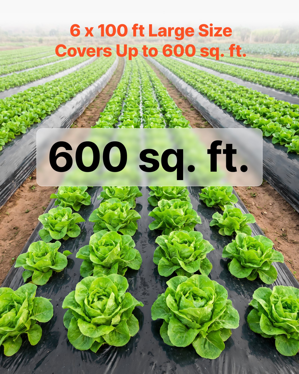 81953917
