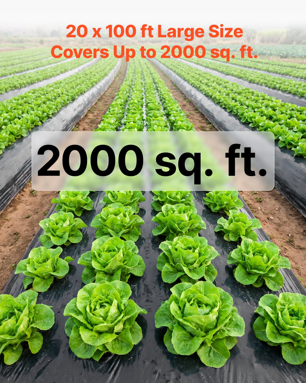 81948260